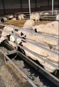 牛羊添砖视频2